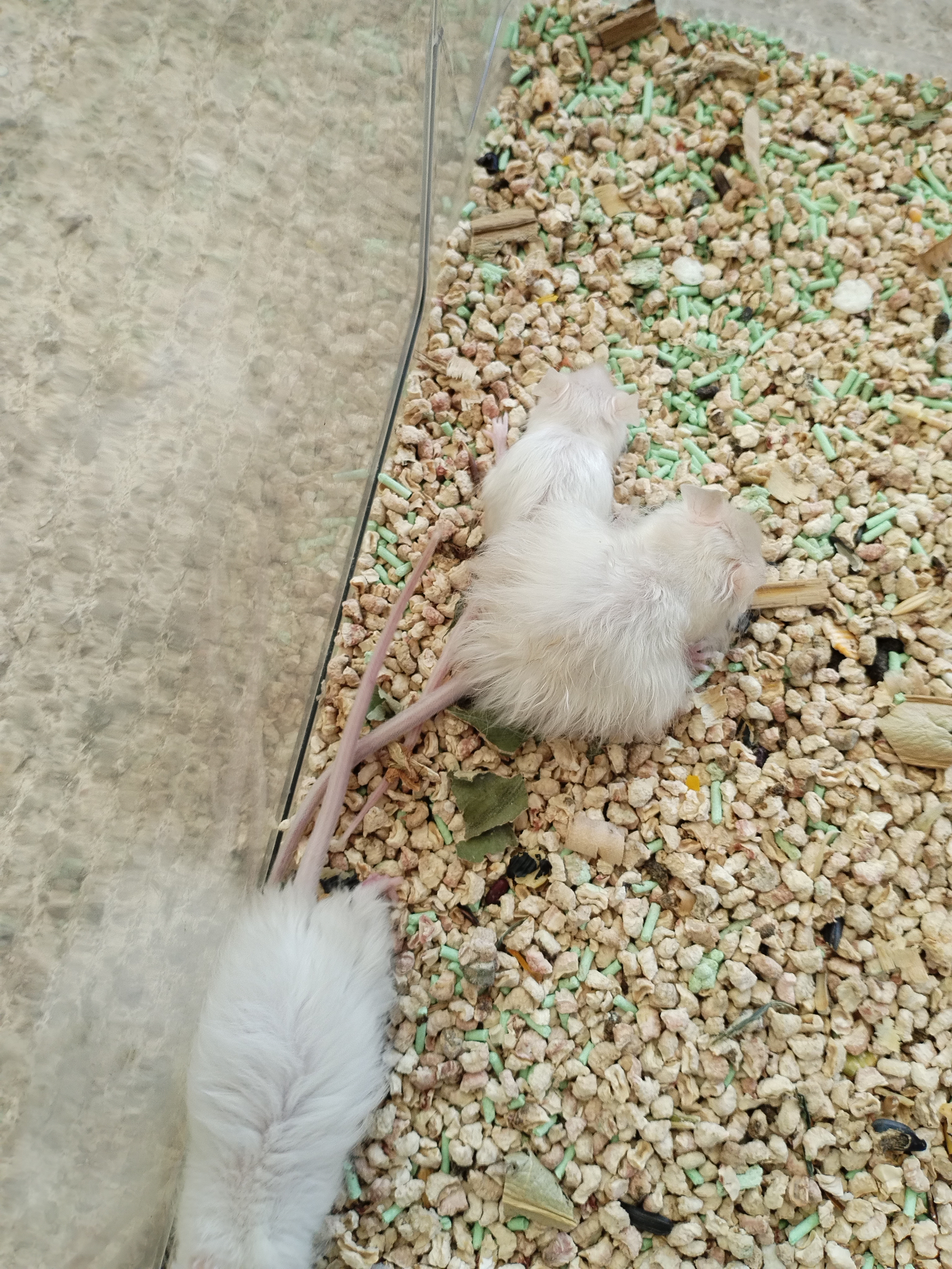 美版段子鼠,长毛,短毛都有。
